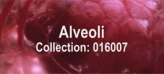 Alveoli 016007