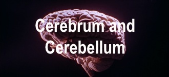 Cerebrum and Cerebellum