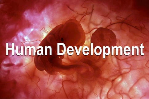 Human development Icon