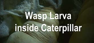 P. Wasp Larvae