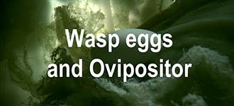 P.Wasp Ovipositor