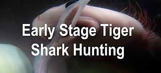 Tiger S1 Hunting