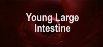 Young L. Intestine
