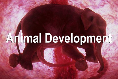 Animal development Icon