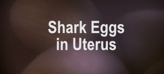 Shark Eggs